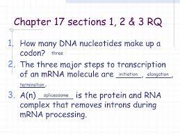 What holds the nitrogen bases together in dna? Chapter 17 Sections 1 2 3 Rq How Many Dna Nucleotides Make Up A Codon The Three Major Steps To Transcription Of An Mrna Molecule Are Ppt Download