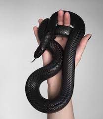 Mexican Black Kingsnake Mexican Black Kingsnake Dream Snake Snake Lovers