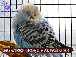 Patizinciri Muhabbet Kusu Hastaliklari Soguk Alginligi Mantar Ishal Nezle