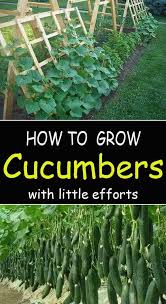 Soil Gardening Outdoor Gardening Australia Iview Abc Full Chris Gardner Education Gardening An In 2020 Growing Cucumbers Cucumber Gardening Vegetable Garden Design