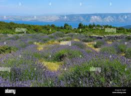 Lavender Field In The Area Around Velo Grablje Hvar Island Croatia Southeast Europe Stock Photo Alamy