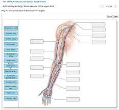 May 31, 2021 · test your knowledge of the clavicle, scapula and humerus with our labeled diagram exercises and quizzes! Ch 18 Hw Cardiovascular System Blood Vessels Chegg Com