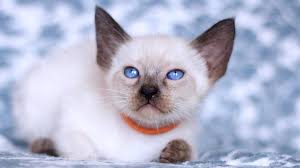 How much does a siamese cost to buy? Siamese Price Personality Lifespan