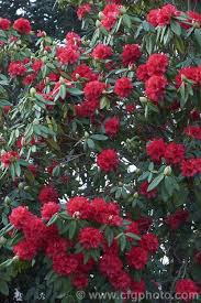 Rhododendron Cornubia Photo In 2020 Rhododendron Flower Show Flowering Trees