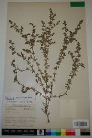 Image result for Polycarpon prostratum