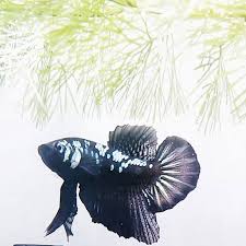 Nice Pose Dude In 2020 Betta Fish Types Betta Fish Betta