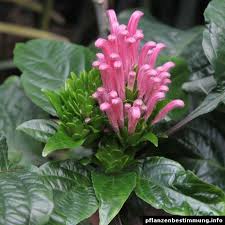 Image result for Justicia carnea