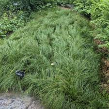 Image result for Carex sp.no.1