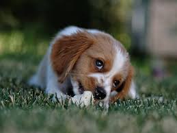 Check spelling or type a new query. How Long To Keep Dog Off Grass After Weed Killer Usage