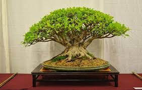 Care and maintenance of your new bonsai. 22 Best Trees For Bonsai You Should Know About Bonsai Tree Bonsai Plants Bonsai
