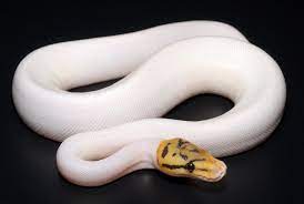 Pin On Snake