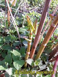 Image result for z p%u0159ednice jedovat 