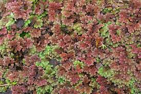 Image result for Salviniaceae