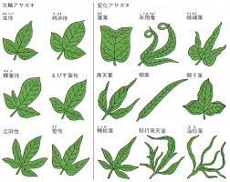 Tiny Tiny アサガオの開花記録３ 突然あらわれた葉っぱのバリエーション