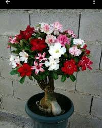 Check spelling or type a new query. Grafted Adenium Multiple Heads Nestreeo Com