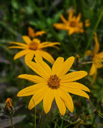 Image result for Aspilia