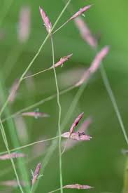 Image result for Eragrostis paradoxa