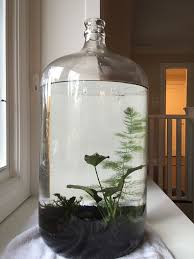 Closed Aquatic Ecosystem Indoor Water Garden Aquatic Ecosystem Aquatic Plants