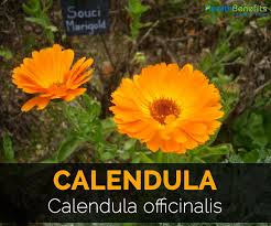 Calendula Is A Genus Of Perennial Or Annual Plant In The Sunflower Family Asteraceae Or Compositae Daisies Chamomile Arnica And Y Calendula Herbalism Health