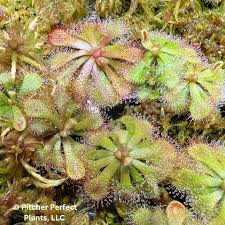 Image result for Drosera natalensis