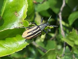 Image result for Enteropogon rupestris