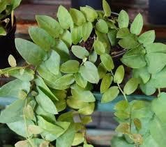 Image result for Solanum sp. A