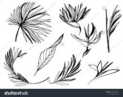 Simple Bird Of Paradise Drawing Ink Line Drawn Tropical Leaves Bird Of Paradise Plant Outline Vector Contour Drawing Set Of Plants Etchin Line Drawing Botanical Line Drawing Plant Drawing