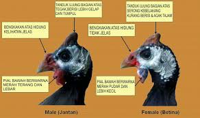 Ayam Mutiara Ayam Ternak Ayam Betina