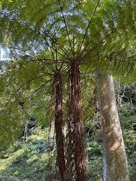 Image result for Cyathea mossambicensis
