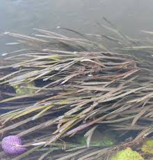 Image result for Ottelia exserta