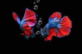 Check spelling or type a new query. Jual Rumah Ikan Hiasan Akuarium Terbaru Lazada Co Id