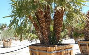 Click on the arrow(s) to open or close the tree branches. Desert Plants West Coast Trees