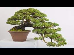 Check spelling or type a new query. Juniperus Procumbens Nana Sonare Cuenca Bonsai