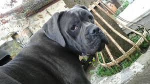 Il M Enerve Avec Ses Photos Cane Corso Dogs Animals