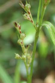 Image result for Scleria racemosa