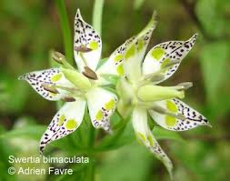 Image result for Swertia erosula