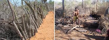 Image result for Terminalia tricristata