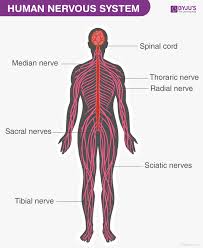 nervous system structure function and parts of human