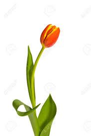 Yellow tulips bouquet over nature green blurred. A Single Red And Yellow Tulip Presented Against White Background Stock Photo Picture And Royalty Free Image Image 2522997