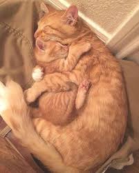 Very cute little kitten with two ducklings. I Can Has Cheezburger Cute Kittens Funny Animals Online Cheezburger