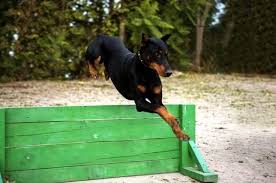 Black And Tan Doberman Pinscher Pin By Vicki A Martinelli On Doberman With Images Doberman Pinscher Dog Doberman Pinscher Dog Names