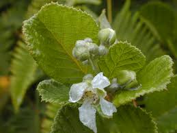 Image result for Rubus ellipticus