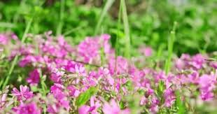 I fiori sono uno degli spettacoli della natura più ricco di bellezza. Rallentatore Primo Piano Di Fiori Viola In Fiore Bellissimi Fiori Sul Prato Ultra Hd 4k Fiore Blu Video Stock C Photonsk 375542234