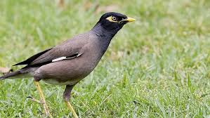 Indian mynas (also known as common mynas) were introduced in melbourne in the 1860s in a bid to control insect pests around market gardens. Liverpool Council To Develop Pest Management Strategy To Control Invasive Species Such As The Indian Myna Daily Telegraph