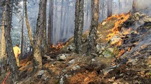 More images for orman yangını resmi » Kahreden Haber Iste Turkiye De Son Bir Ayin Orman Yangin Bilancosu Gundem Haberleri
