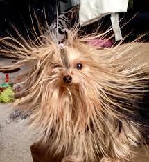 Vedi i file dei cani i cani che hanno i capelli lunghi sono perfetti per chi ama spazzolare, raccogliere e, in generale, ama la bellezza della cura del . 24 Animali Che Vi Stupiranno Con Il Loro Magnifico Hairstyle