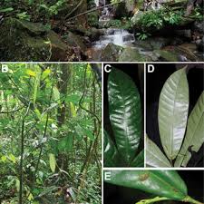 Image result for Dactyladenia gilletii