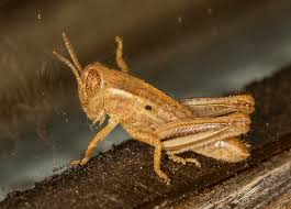 Baby Grasshopper Melanoplus Bugguide Net