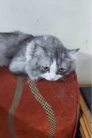 Pin By Pets الحيوانات الأليفة On Cats القطط Bags Tote Bag Tote
