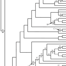 Image result for Syncolostemon elliottii